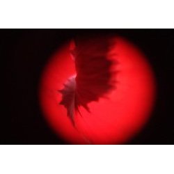 A fleur de peau - 2020